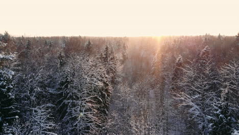 snow-falling.-winter-wonderland.-snowing-snowy.-sunset-dusk-sunshine.-forest-trees-woods-nature.-slow-motion.-winter-background.-romantic-wonderland.-beautiful-environment